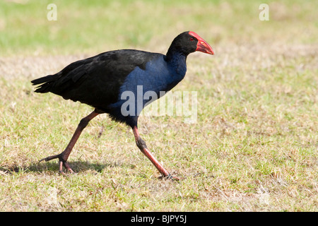 Pukeko zu Fuß auf dem Rasen Stockfoto