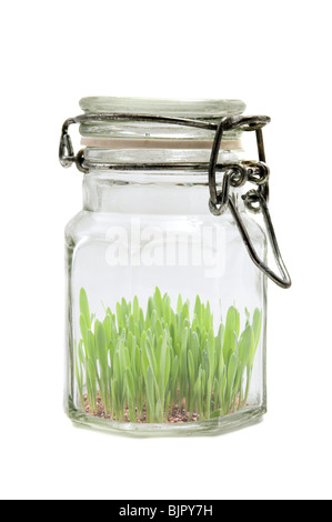 Glas mit Rasen auf einem weißen Hintergrund Stockfoto