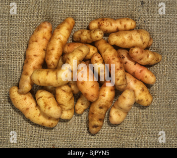 Geernteten Kartoffelknollen auf hessischen Vielzahl Anya Stockfoto