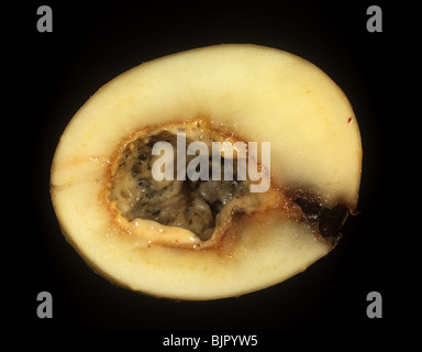 Bakterielle Weichfäule (Pectobacterium carotovorum sekundäre Infektion mit Kartoffelknolle nach Schlägerschäden Stockfoto