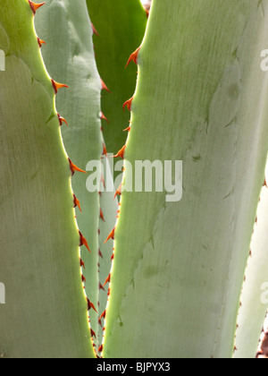 Blaue Agave-Kaktus verlässt Abstraktion, Botanischer Garten wegen des ehemaligen Klosters von Santo Domingo Oaxaca Mexico Stockfoto