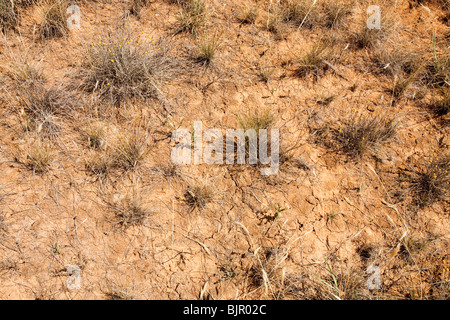 Getrockneten Land auf einem Bauernhof in der Nähe von Echuca, Victoria, Australien, aufgrund der Dürre vertrocknet. Stockfoto