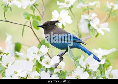 Steller's Jay thront in Pacific Dogwood Stockfoto