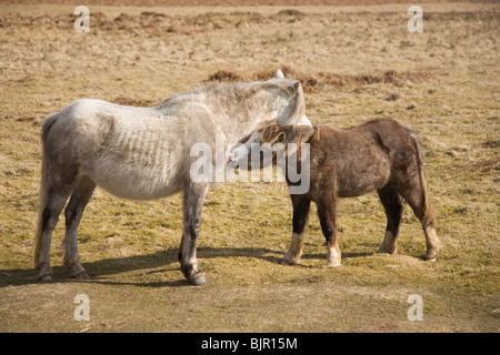 Gower wilde Pferde / Ponys, A Stute und Fohlen auf Cefn Bryn gemeinsame The Gower Halbinsel South Wales UK Stockfoto