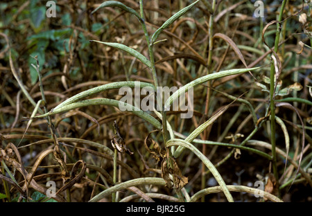 Bockshornklee (Trigonella Foenum-Graecum) Pflanze im pod Stockfoto