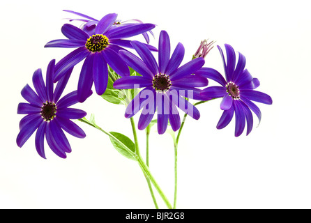 Deep Blue Senetti Blumen var.sunsenedibu Pericallis Hybriden gegen ein weißer Hintergrund Stockfoto