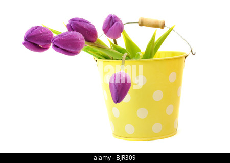 Nassen violette Tulpen in einem gefleckte Eimer, isoliert auf weiss Stockfoto