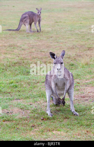 Kängurus Weiden in dem ersten wirklichen Regen in 9 Jahren in der Nähe von Jindabyne, Snowy Mountains, Australien. Stockfoto