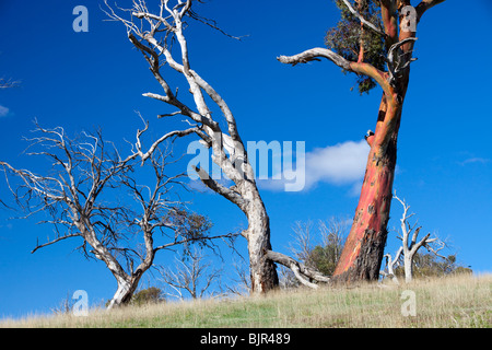 Getötet durch Dürre Bäume in der Nähe von Lake Eucumbene, New-South.Wales, Australien. Stockfoto