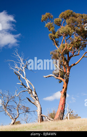 Getötet durch Dürre Bäume in der Nähe von Lake Eucumbene, New-South.Wales, Australien. Stockfoto