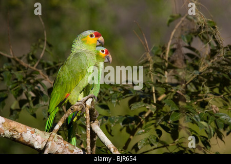 ROT-orientieren oder SALVIN die AMAZON PARROT paar (Amazona Autumnalis) Tikal National Park, Guatemala. Stockfoto