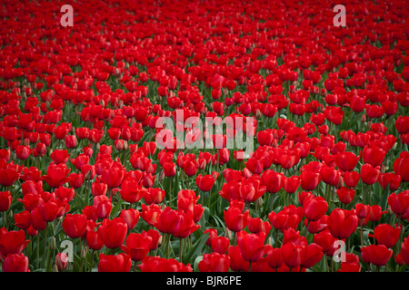 Bereich der roten Tulpen, Mt. Vernon, Skagit Valley, Washington Stockfoto