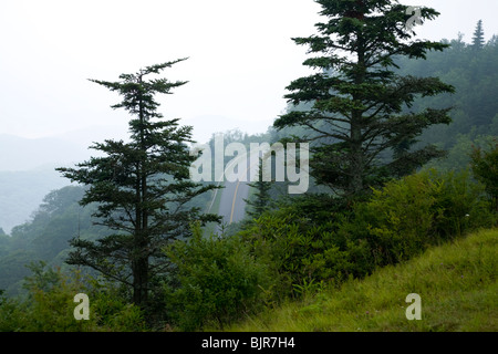 Bäume, Blue Ridge Parkway, Spätsommer, NC Stockfoto