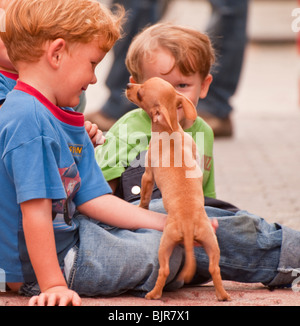Playa del Carmen, Mexiko, Kinder streicheln ein freundlicher Chihuahua Hund auf der Fifth Avenue. Stockfoto