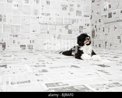 Portugiesischer Wasserhund in Raum bedeckt in Zeitung Stockfoto