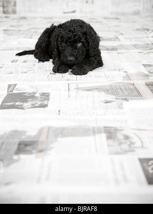 Portugiesischer Wasserhund Welpen liegen in einem Raum abgedeckt in Zeitung Stockfoto