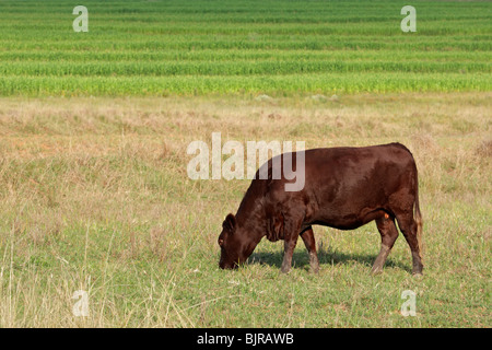 Eine Kuh auf saftig grünen Weiden grasen Stockfoto