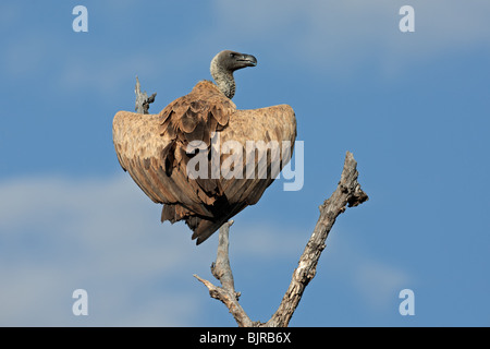 Weißrückenspecht Geier (abgeschottet Africanus) thront auf einem Ast, Krüger Nationalpark, Südafrika Stockfoto