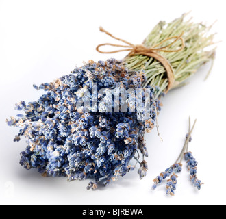 Bundle von getrocknetem Lavendel auf weißem Hintergrund Stockfoto