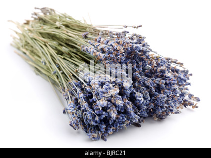 Bundle von getrocknetem Lavendel auf weißem Hintergrund Stockfoto