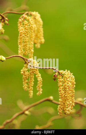 Kätzchen von Corylus Avellana Contorta Hazel Baum Stockfoto