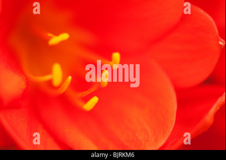 Clivia Miniata closeup Stockfoto