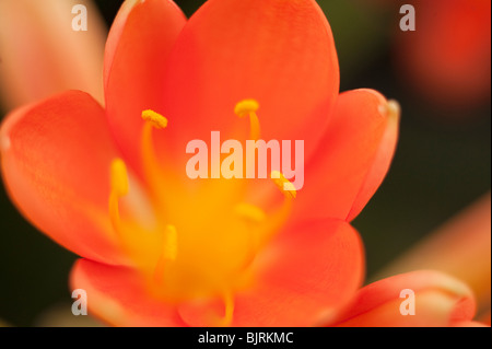 Clivia Miniata closeup Stockfoto