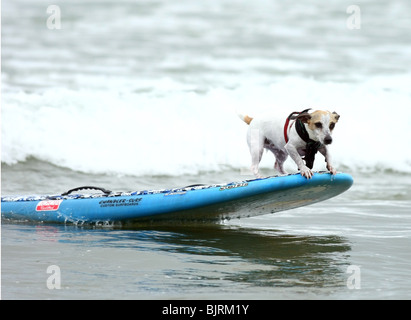 Hunde Surfen 4. ordentlichen LOWES CORONADO BAY RESORT SURFDOG Wettbewerb SAN DIEGO CA USA 20. Juni 2009 Stockfoto