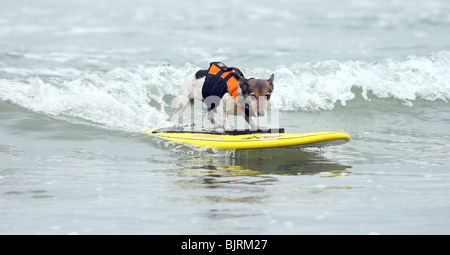 Hunde Surfen 4. ordentlichen LOWES CORONADO BAY RESORT SURFDOG Wettbewerb SAN DIEGO CA USA 20. Juni 2009 Stockfoto