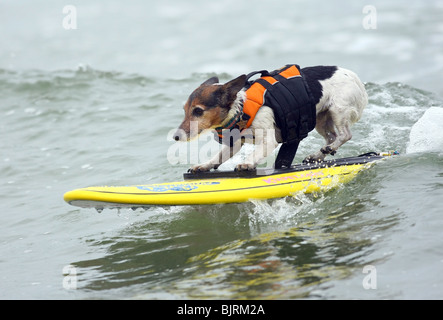 Hunde Surfen 4. ordentlichen LOWES CORONADO BAY RESORT SURFDOG Wettbewerb SAN DIEGO CA USA 20. Juni 2009 Stockfoto