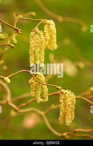 Kätzchen von Corylus Avellana Contorta Hazel Baum Stockfoto