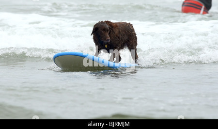 Hunde Surfen 4. ordentlichen LOWES CORONADO BAY RESORT SURFDOG Wettbewerb SAN DIEGO CA USA 20. Juni 2009 Stockfoto