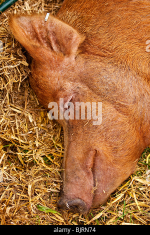 Tamworth Sau einen Schlaf im Stroh Stockfoto