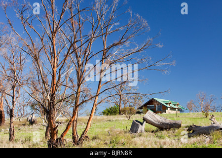 Getötet durch die Dürre Bäume in der Nähe von Lake Eucumbene in New South Wales, Australien. Stockfoto