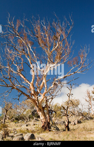 Getötet durch die Dürre Bäume in der Nähe von Lake Eucumbene in New South Wales, Australien. Stockfoto