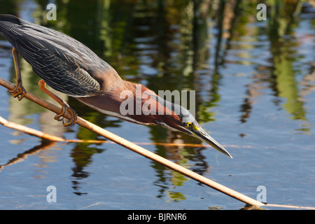 Grün-Heron (Butorides Virescens) Angeln Stockfoto