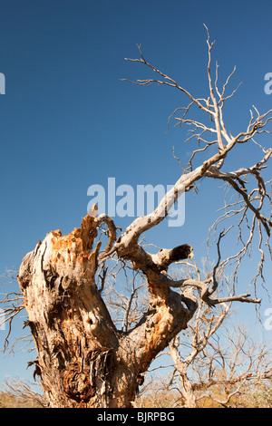 Getötet durch die Dürre Bäume in der Nähe von Lake Eucumbene in New South Wales, Australien. Stockfoto