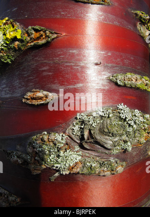 Pilz auf Himalaya Birkenrinde Kirschbaum Prunus Serula Stockfoto