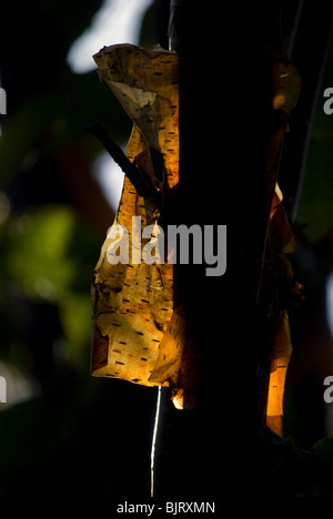 Hinterleuchtete abblätternde Rinde auf eine Birke. Stockfoto