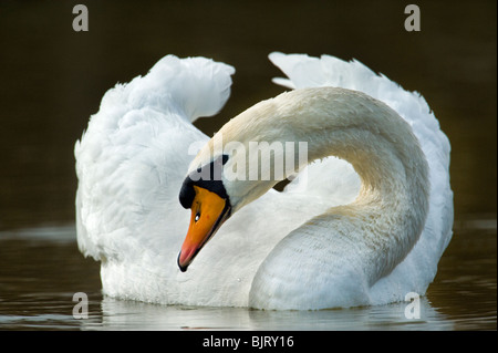 wilder Schwan Porträt mit einem 600 mm Tele Telelense Linse weiße Tiere Vogel Wasser gleiten Glide Schwimmen Schwimmen fetteste schöne Stockfoto