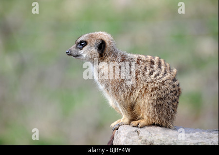 Meercat Dudley Zoo in West Midlands, Uk Stockfoto