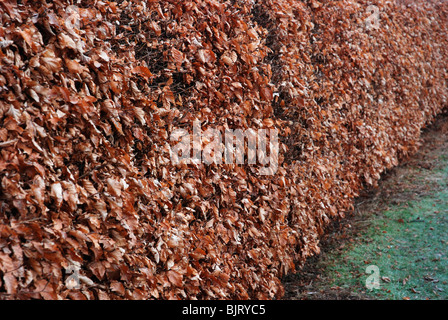 Beech Hedge im Spätwinter Stockfoto