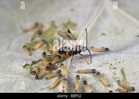 Schlupfwespe Apanteles Cotesia Glomerata Verlegung Eiern auf große weiße Raupen, UK Stockfoto