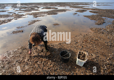 Ein Mann, sammeln Muscheln bei Ebbe am Strand von alten Hunstanton in Norfolk. Stockfoto