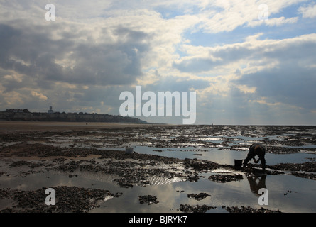 Ein Mann, sammeln Muscheln bei Ebbe am Strand von alten Hunstanton in Norfolk. Stockfoto