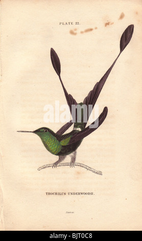 White-gebootet Schläger Schweif Grundfarbe Underwoodii Rough-legged Schläger-angebundene Kolibri (Trochilus Underwoodii) Stockfoto