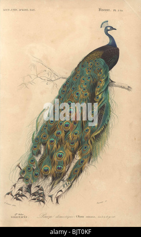 Pfau Pavo cristatus Stockfoto