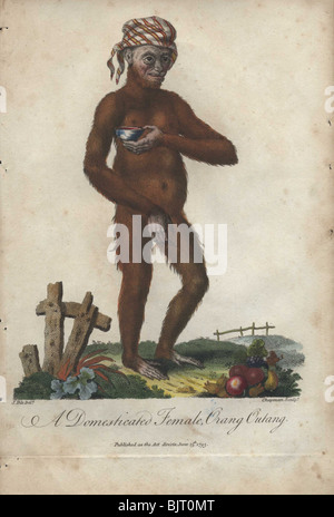 Orang-Utan (weiblich) trägt ein Kopftuch auf ihrem Kopf Pongo pygmaeus Stockfoto