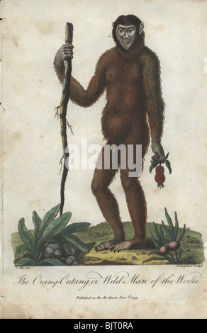 Orang Utan oder wilder Mann des Waldes (Pongo Pygmaeus) hält einen Stock Stockfoto