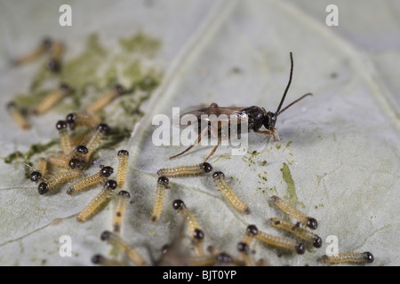 Schlupfwespe Apanteles Cotesia Glomerata Verlegung Eiern auf große weiße Raupen, UK Stockfoto